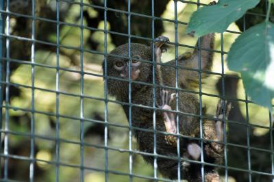 Ouistiti pygmée - 2013