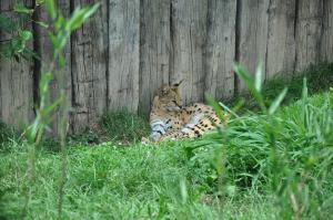 Serval