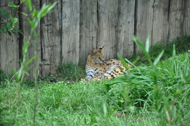 Serval
