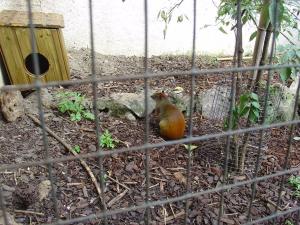 Agouti