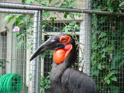 Agouti d'Azara - 2005