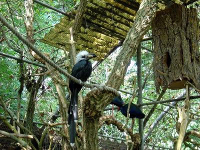 Calao à huppe blanche - 2005