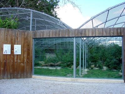 Panthère des neiges - 2005