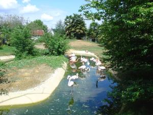 Flamant rose
