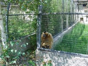 Gibbon
