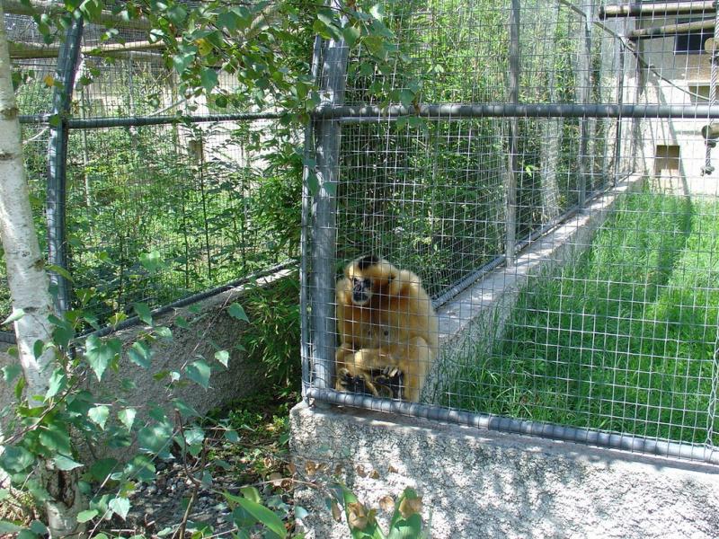 Gibbon
