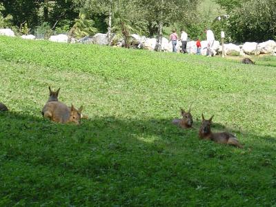 Parc kangourous et maras - 2005