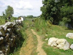 Loup à crinière