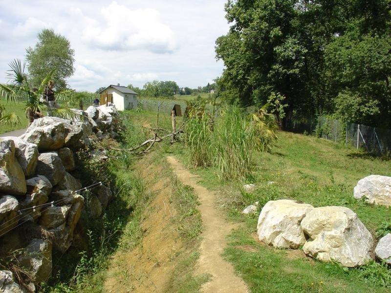 Loup à crinière