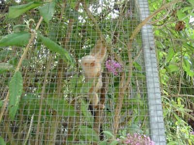 Ouistiti argenté - 2005