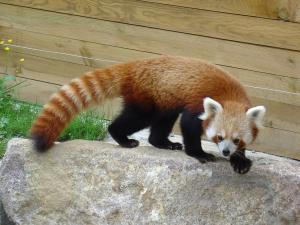 Panda roux