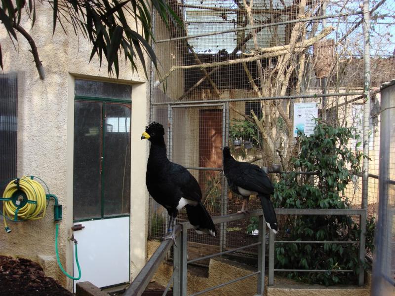 Hocco à crête noire