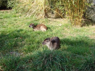 Muntjac de Reeves - 2005