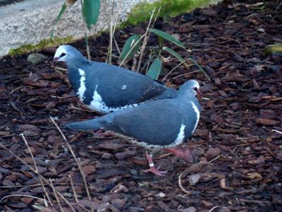 Colombine wonga - 2005