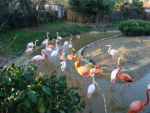 Flamant rose