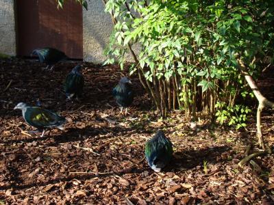 Nicobar à camail - 2005