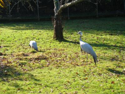 Grue demoiselle - 2005