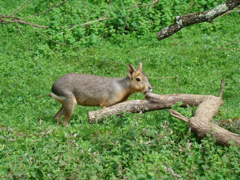 Mara
