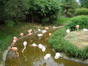 Flamant rose