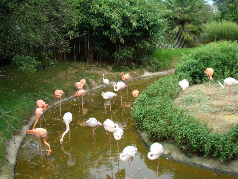 Flamant rose