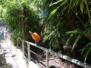 Ibis rouge