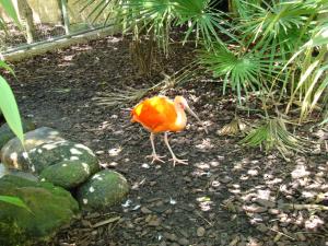 Ibis rouge