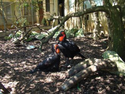 Calao de Leadbeater - 2010