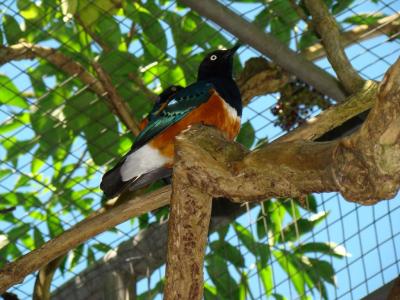 Spréo superbe - 2010