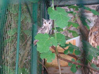 Petit duc de Grant - 2010