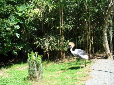 Grue couronnée - 2010