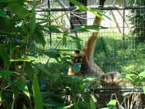 Gibbon