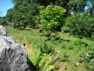 Loup à crinière - 2010