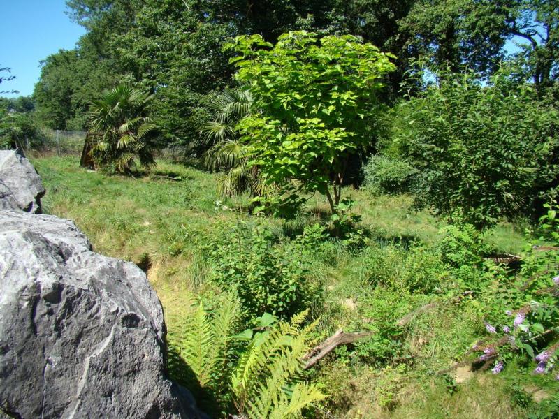 Loup à crinière
