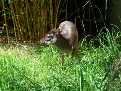 Céphalophe bleue - 2010