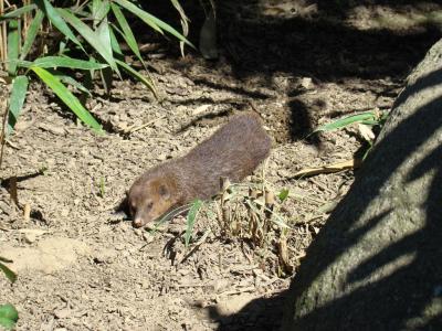 Mangouste fauve - 2010