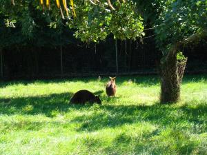 Wallaby bicolor