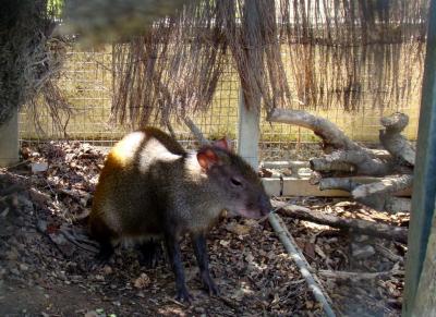Agouti - 2010