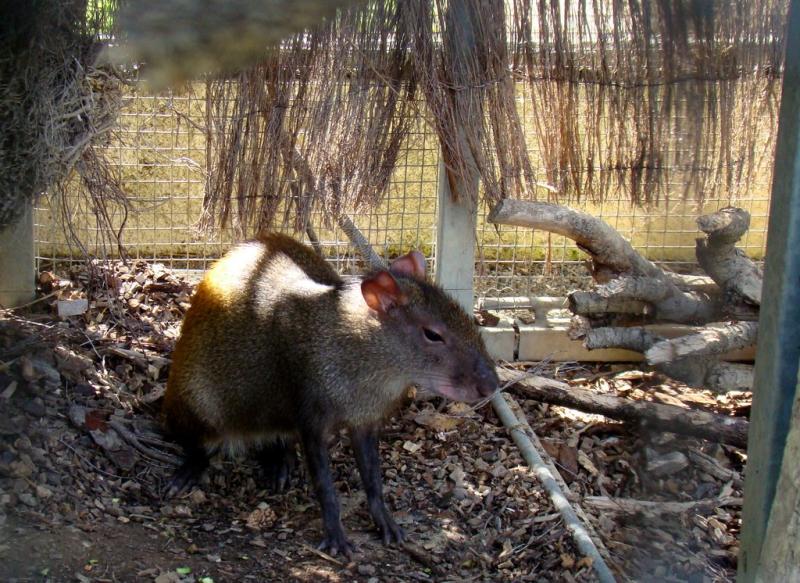 Agouti