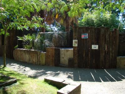 Porc-épic indien - 2010