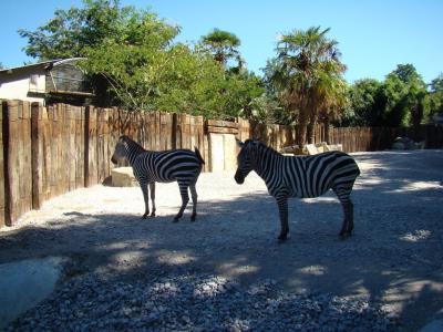 Zébre de Grant - 2010