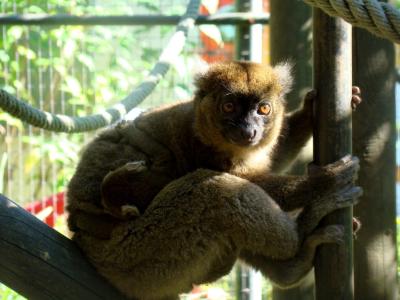 Grand Hapalémur - 2010