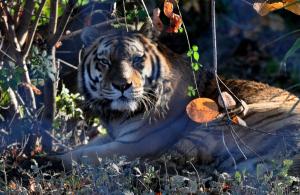 Tigre