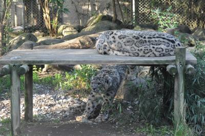 Panthère des neiges - 2010