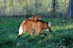 Loup à crinière