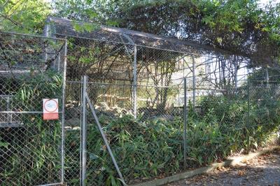 Panthère des neiges - 2010