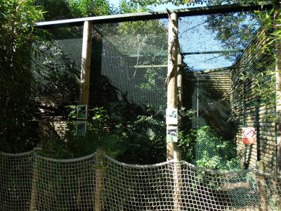 Agouti - Saimiri - 2016