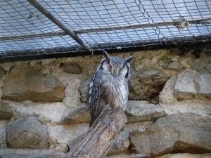 Hibou de Grant