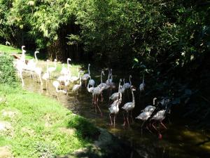Flamant rose