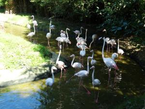 Flamant rose