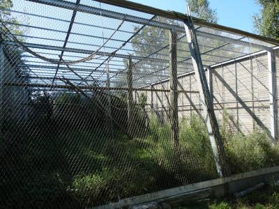 Gibbon à bonnet - 2016